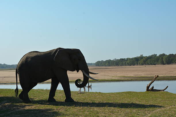 istock Silhouette Of African Elephant By The Riverside 2244814210