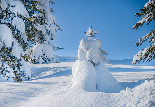 Beautiful winter scene featuring snow-covered pine trees under a bright blue sky. The untouched snow, soft light, and crisp shadows create a peaceful and pure atmosphere typical of mountain forests in winter. Perfect image for nature, travel, holiday, or environmental themes, symbolizing tranquility, freshness, and seasonal beauty. Ideal for use in winter postcards, calendars, and scenic outdoor designs.