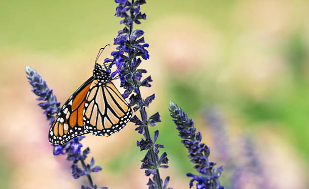 istock Monarch butterfly feeding on Salvia flowers 2244816423