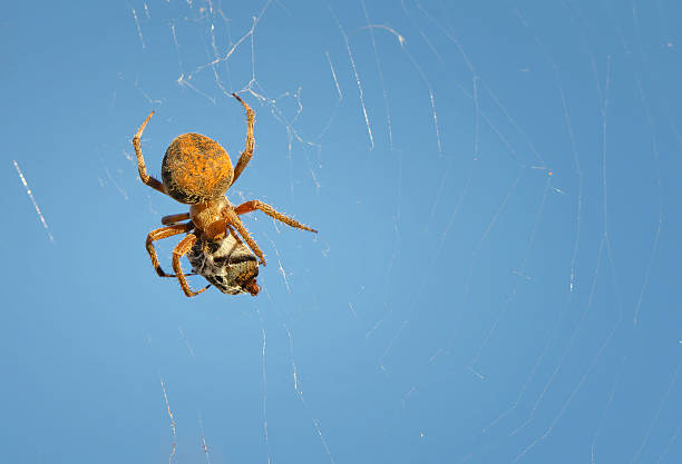 A European garden spider wrap carefully a bee in its web.