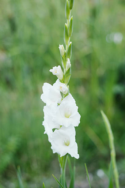 White flowers gladiolus
