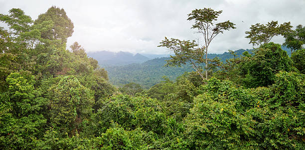istock Danum Valley rainforest, Borneo, Malaysia. 2244818020