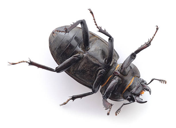 istock Female stag beetle lying on its back isolated on white background 2244819281