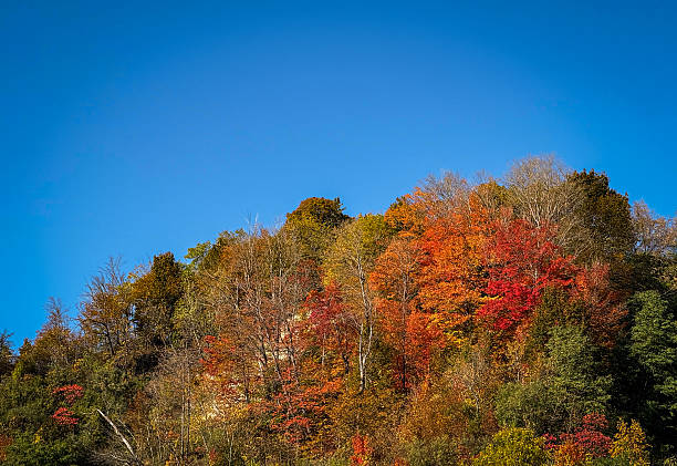 Colorful autumn trees cover a forested hillside beneath a bright blue sky. Vibrant fall foliage in shades of red, orange, and yellow highlights the beauty of the changing season.