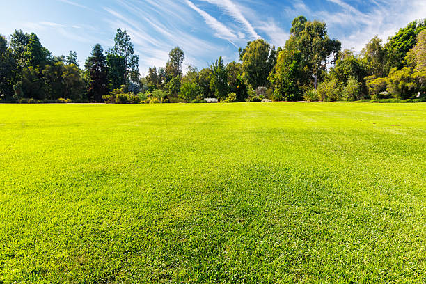 istock A vast green grass meadow stretching towards the horizon with a trees 2244823212