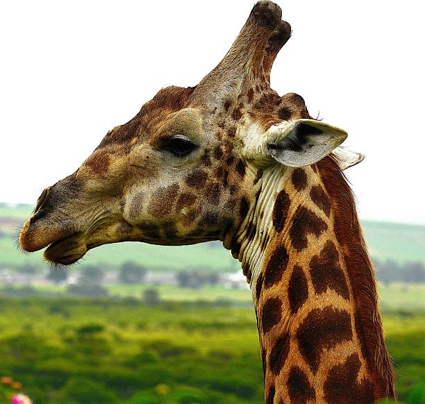Tala Game Reserve is situated near Durban , South Africa. Featured here are some of the  residents in the reserve. Animals such as Hippo , Giraffe , Zebra , Rhino  etc. are in abundance.