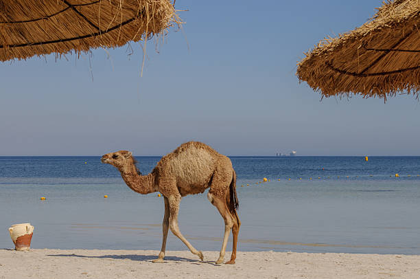 istock Camel Walking Along a Sandy Beach in Tunisia – Coastal Resort Scene 2244827146