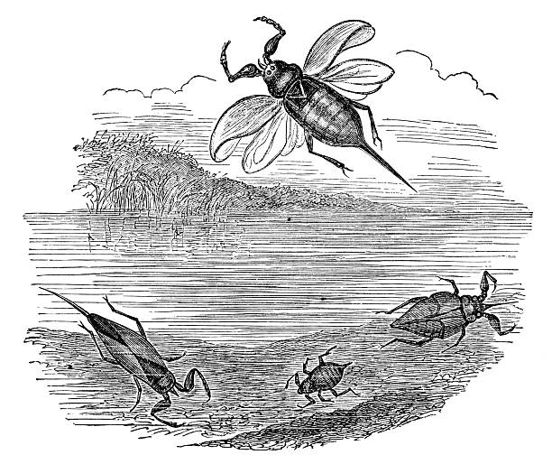 The metamorphosis of a Water Scorpion insect (nepa cinerea), from various larva stages to adult. Vintage etching circa 19th century.