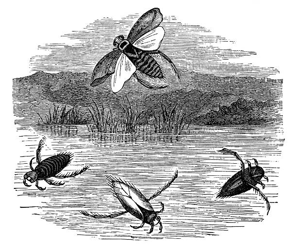 The metamorphosis of a water-boatmen insect (notonecta), various larva stages to adult. Vintage etching circa 19th century.