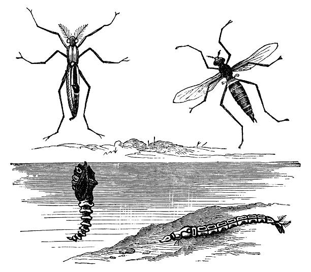 The life cycle of a lake fly insect (chironomidae), from various larva stages to adult. Vintage etching circa 19th century.