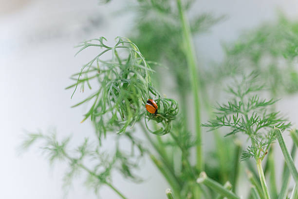 Ladybugs on Lush Leafy Greens Growing Hydroponically on a Tower Garden at Home in South Florida in the Spring of 2025, Combating Inflation by Growing Food at Home