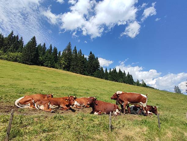 A quintessential image of high-alpine summer. The foreground is dominated by a lush, vibrant green meadow where a small herd of brown and white dairy cattle (cows) are resting peacefully. One cow is prominently lying down in the center, while others graze nearby. The middle ground features the undulating, forested slopes of the lower Alps. The background is a stunning panorama of dramatic, towering mountain peaks, characteristic of the Dachstein massif near Ramsau am Dachstein, Austria. The image conveys concepts of relaxation, organic farming, healthy environment, and rural tourism.