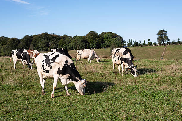Dairy cows in the Navarrese Pyrenees. Traditional extensive farming
