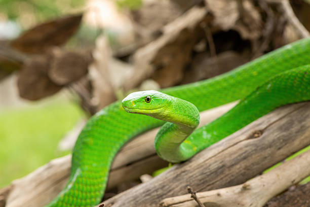 istock Eastern Green Mamba (Dendroaspis angusticeps), an arboreal snake, posing on dead branches 2244830686