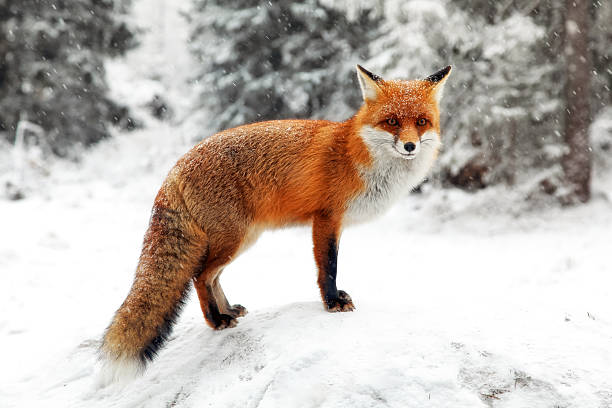 istock Red fox standing on snowy ground in winter forest with falling snow at High Tatras mountains in Slovakia, wildlife nature scene in cold season 2244832207