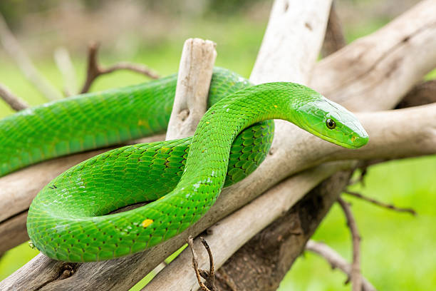 istock Eastern Green Mamba (Dendroaspis angusticeps), an arboreal snake, posing on dead branches 2244832354