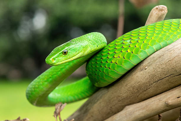 istock Eastern Green Mamba (Dendroaspis angusticeps), an arboreal snake, posing on dead branches 2244832360