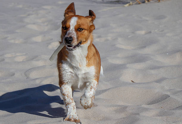 Small Jack Russell Terrier puppy walking and playing on the beach, Aveiro, Portugal