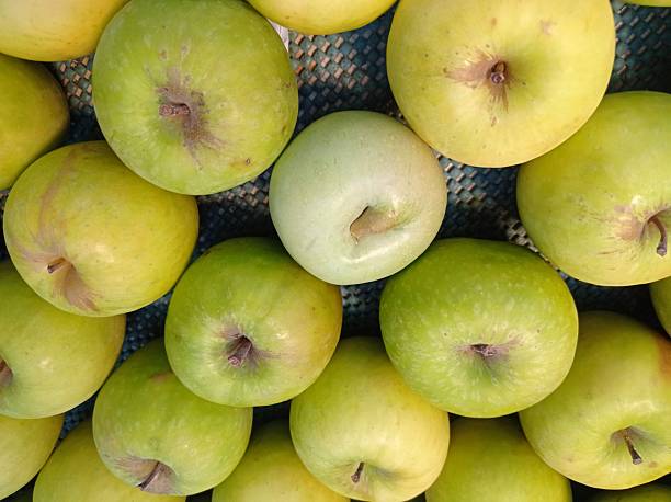 pile of manalagi apples (Malus sylvestris)