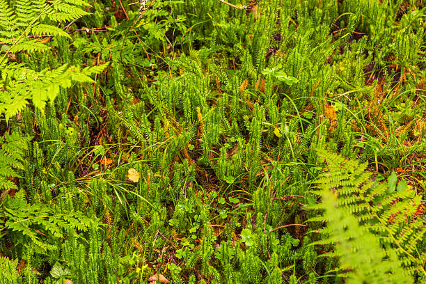 Close-up of bright green moss, ferns, and grass growing on the forest floor in Kuresoo bog area, Soomaa National Park, Estonia.
