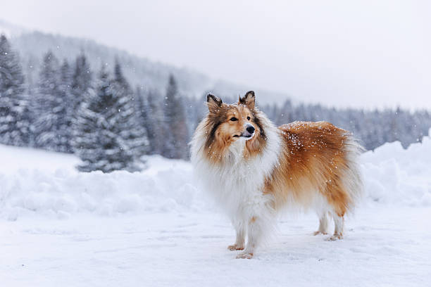 istock Shetland Sheepdog standing in snowy landscape during snowfall 2244835277