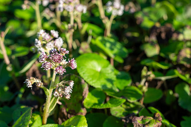 istock Winter heliotrope (petasites pyrenaicus) flowers 2244835294