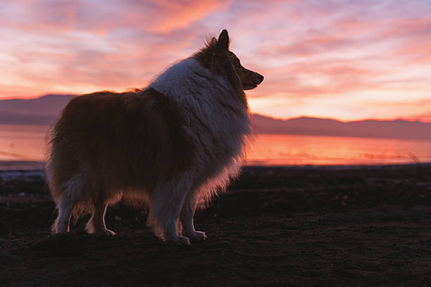 Shetland Sheepdog standing on beach at colorful sunset with mountains and water in background.