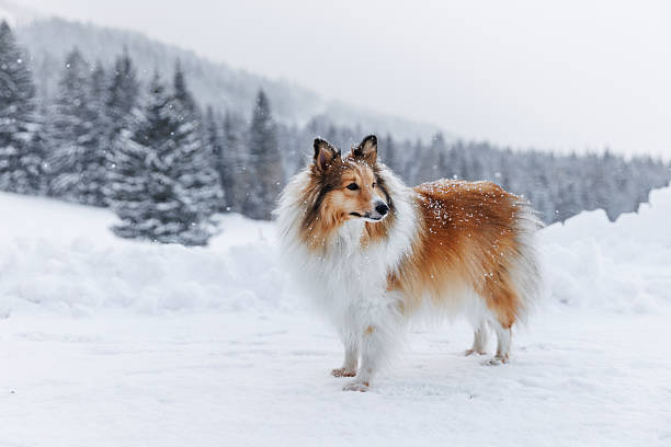 istock Rough collie in snowy mountain landscape 2244835364