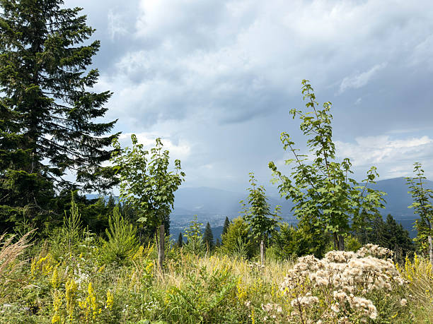 Majestic mountain view with lush greenery