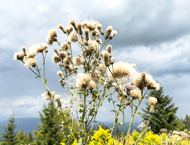 Blooming thistles in scenic mountain landscape