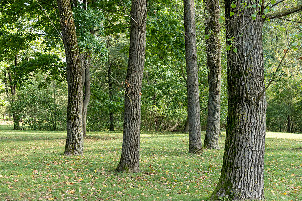 istock grass and fallen yellow dry foliage from deciduous trees at the beginning of leaf fall, colorful foliage lying on the ground in the autumn season in sunny warm weather 2244835803