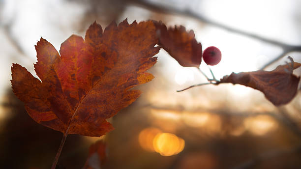 A warm autumn background with a close-up of a red-orange leaf and a small berry against a blurred sunset. It evokes an atmosphere of calm, comfort, and natural harmony. Ideal for seasonal designs, postcards, banners, websites, and advertising campaigns related to autumn, nature, and warmth