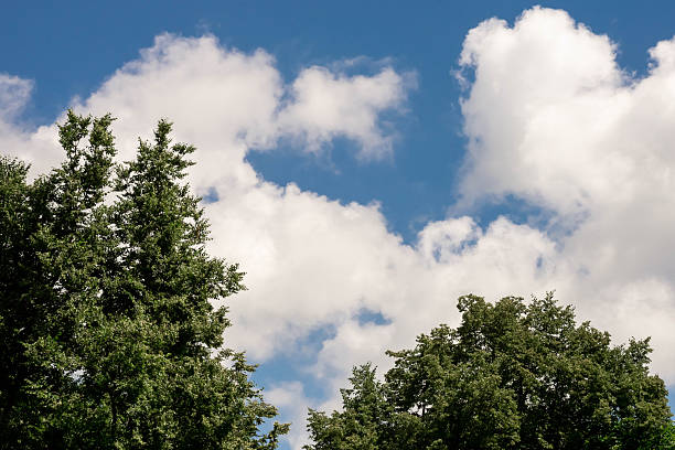 Vilnius, Lithuania - July 01, 2015 - Vibrant green trees against a clear blue sky with fluffy white clouds.