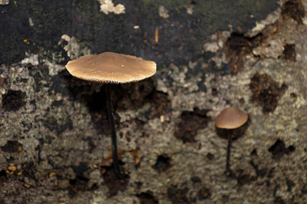 Slender stems support the delicate brown caps of mushrooms growing on a dark, moist surface, possibly a tree trunk or stump. This natural macro shot conveys the atmosphere of forest depth and mystery, highlighting the beauty and fragility of mycelial life in a damp environment.