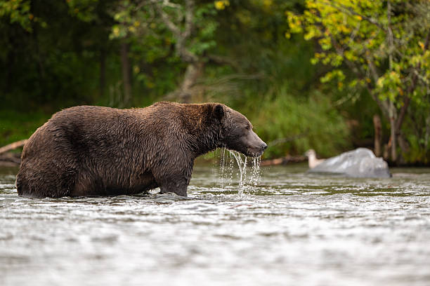 istock Alaskan brown bear standing in Brooks River 2244838347