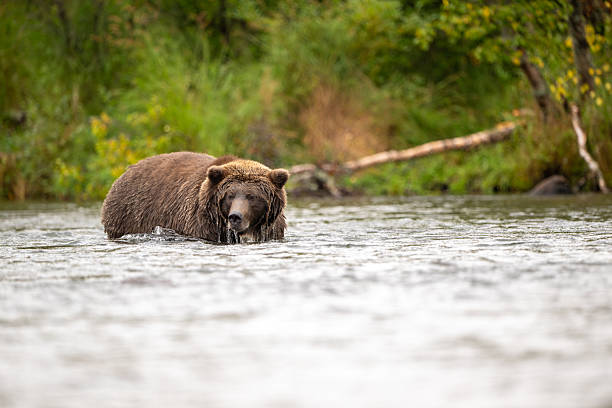 istock Alaskan brown bear standing in Brooks River 2244838375