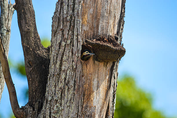 istock woodpecker baby bird 2244839648