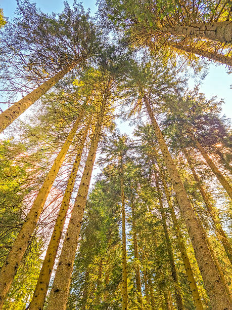 istock Trees in the mountains of Zauchensee, Austria 2244841373