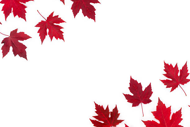 istock Red maple leaves on white background. Top view, flat lay 2244841879