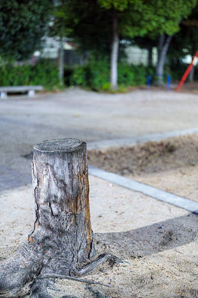 istock Close-Up Stump in a Sandbox – Design Asset 2244843122