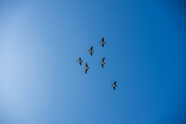 Flock of geese flying in clear blue sky.
