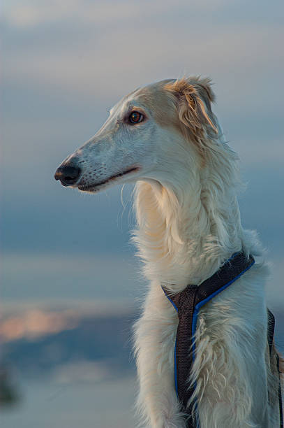 Two beautiful russian borzoi dogs running lure coursing competition on a green field