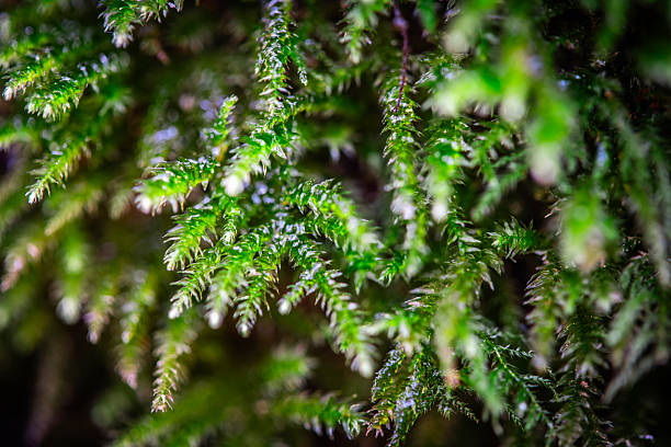 istock Close-up of Fresh Green Moss with Detailed Texture 2244846840