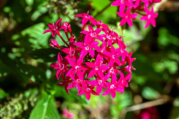 A striking cluster of Pentas lanceolata hybrids, commonly known as the Egyptian Star Cluster at a garden in Sydney, NSW, Australia. (Photo by Tara Chand Malhotra)
