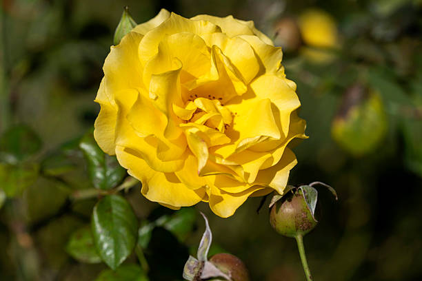 istock Golden Child Rose 2244847432