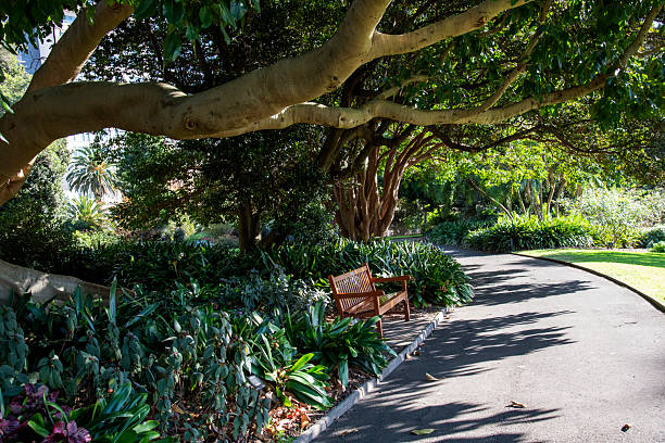 Empty wooden bench and footpath in the lush green garden