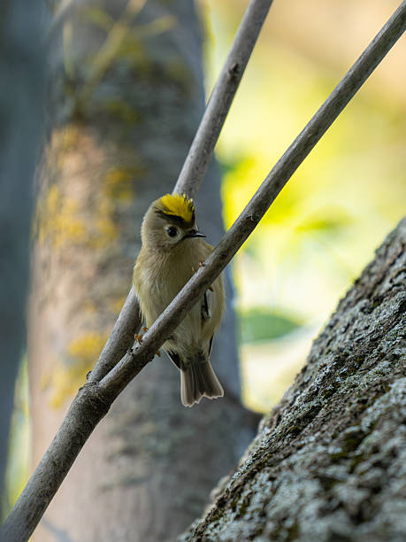 istock Goldcrest, Regulus regulus. Wild bird in a natural habitat. Close up 2244848164