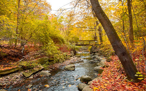 istock Stream running through forest with wooden bridge 2244848169