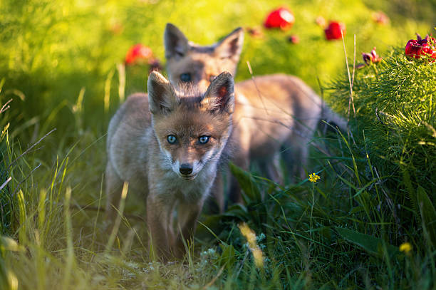 Red fox Vulpes vulpes. A two fox stands in a meadow. Wild young fox. Close up.