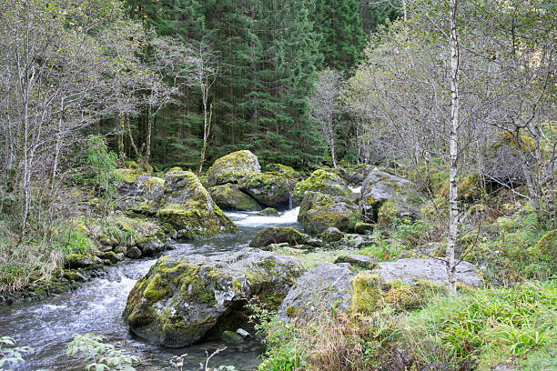 A clear mountain stream gently flows through an autumn forest, surrounded by moss-covered rocks and fallen leaves. The tranquil scene captures the essence of nature's beauty, as the water winds its way through the vibrant landscape.